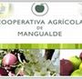 Cooperativa mangualde